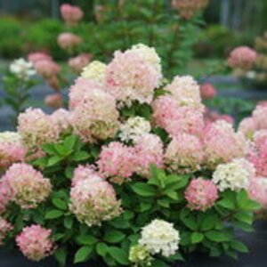Hydrangea Paniculata Fire Light Tidbit Panicle Hydrangea