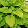 Hosta Shadowland Coast to Coast Proven Winners Plantain Lily