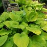 Hosta Shadowland Coast to Coast Proven Winners Plantain Lily