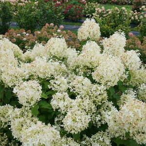 Hydrangea Paniculata Puffer Fish Panicle Hydrangea