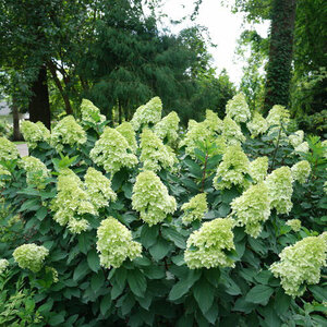 Hydrangea Paniculata Limelight Prime