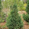 Chamaecyparis lawsoniana Pinpoint Blue & Gold Proven Winners Lawson Falsecypress