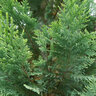Chamaecyparis lawsoniana Pinpoint Blue & Gold Proven Winners Lawson Falsecypress