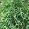 Chamaecyparis lawsoniana Pinpoint Blue & Gold Proven Winners Lawson Falsecypress