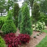 Chamaecyparis lawsoniana Pinpoint Blue & Gold Proven Winners Lawson Falsecypress