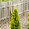 Thuja Occidentalis Polar Gold Arborvitae