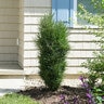 Rhamnus Frangula Fine Line Improved Proven Winners Buckthorn 3 gal. Container