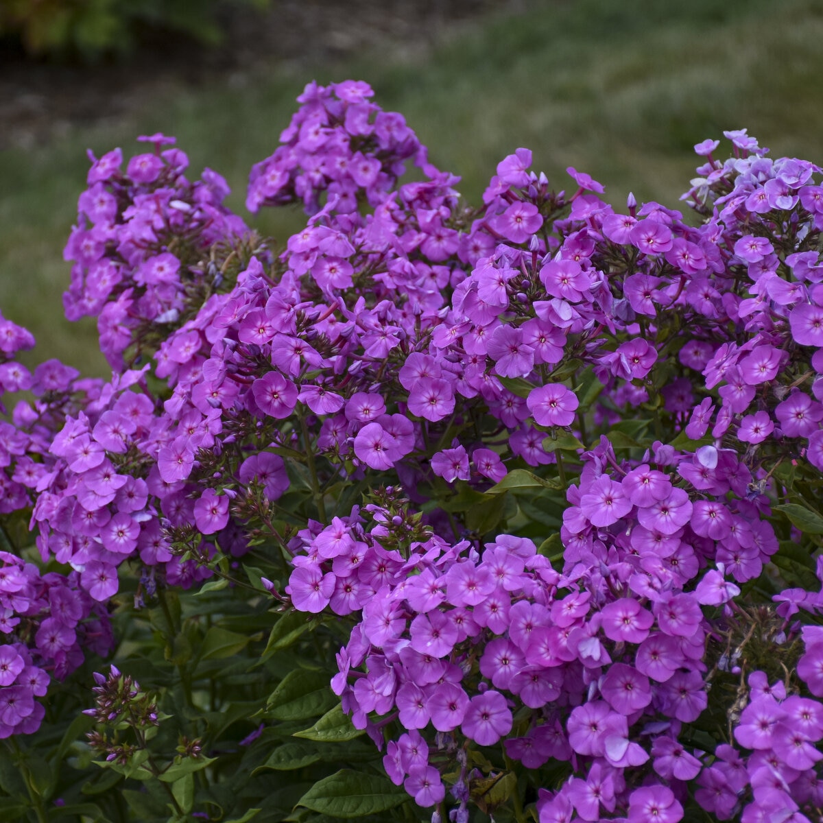 Phlox paniculata Glamour Girl Cover Girl Proven Winners Tall Phlox ...