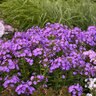 Phlox Paniculata Glamour Girl Cover Girl Phlox