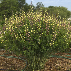 Baptisia x Decadence Pink Lemonade Proven Winners False Indigo