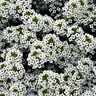 Lobularia X Hybrida Snow Princess Alyssum