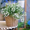 Lobularia X Hybrida Snow Princess Alyssum