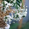Lobularia X Hybrida Snow Princess Alyssum