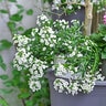 Lobularia X Hybrida Snow Princess Alyssum