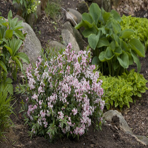 Deutzia X Yuki Cherry Blossom Deutzia