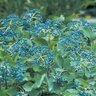 Viburnum Dentatum Blue Muffin Proven Winners Arrowwood Viburnum 20 gal. Container