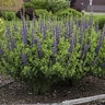 Baptisia x Decadence Sparkling Sapphires Proven Winners False Indigo True 1 gal. (3.79 L) Container