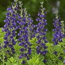 Baptisia x Decadence Sparkling Sapphires Proven Winners False Indigo True 1 gal. (3.79 L) Container