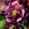 Helleborus x Wedding Party True Love Proven Winners Lenten Rose