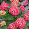 Hydrangea macrophylla Wee Bit Giddy Proven Winners Big Leaf Hydrangea 3 gal. Container