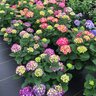 Hydrangea macrophylla Wee Bit Giddy Proven Winners Big Leaf Hydrangea 3 gal. Container