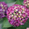 Hydrangea macrophylla Wee Bit Giddy Proven Winners Big Leaf Hydrangea 3 gal. Container
