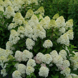 Hydrangea Paniculata Quick Fire Fab Panicle Hydrangea