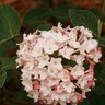 Viburnum carlesii Spice Baby Proven Winners Koreanspice Viburnum