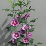 Hibiscus Syriacus Color Choice Purple Pillar Rose of Sharon