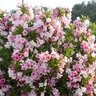 Weigela florida Czechmark Trilogy Proven Winners Weigela