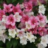 Weigela florida Czechmark Trilogy Proven Winners Weigela