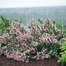 Weigela florida Czechmark Trilogy Proven Winners Weigela