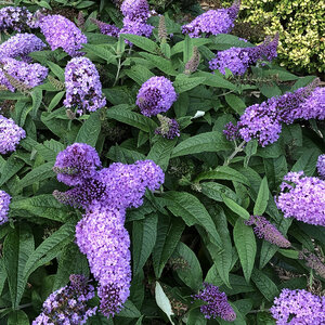 Buddleia x Pugster Amethyst Butterfly Bush
