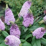 Buddleia x Pugster Amethyst Butterfly Bush