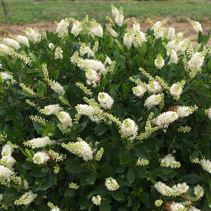 Clethra Alnifolia Color Choice Crystalina Sugartina Summersweet