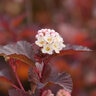 Physocarpus Opulifolius Ginger Wine Ninebark