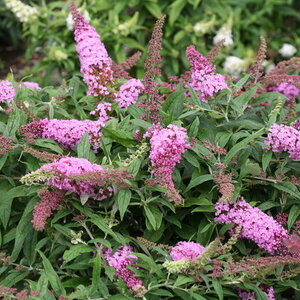 Buddleia x Pugster Pink Proven Winners Butterfly Bush
