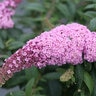 Buddleia x Pugster Pink Proven Winners Butterfly Bush