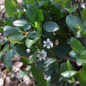 Aronia melanocarpa Low Scape Mound Proven Winners Chokeberry