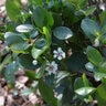 Aronia melanocarpa Low Scape Mound Proven Winners Chokeberry