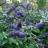 Buddleia X Color Choice Pugster Blue Butterfly Bush