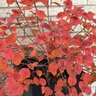 Cotinus coggygria Color Choice Winecraft Black Proven Winners Smoke Bush True 2 gal. (7.57 L) Container