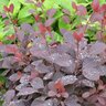 Cotinus coggygria Color Choice Winecraft Black Proven Winners Smoke Bush True 2 gal. (7.57 L) Container