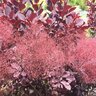 Cotinus coggygria Color Choice Winecraft Black Proven Winners Smoke Bush True 2 gal. (7.57 L) Container