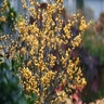 Ilex verticillata Color Choice Berry Heavy Gold Proven Winners Winterberry Holly