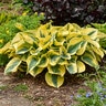 Hosta x Shadowland Autumn Frost Proven Winners Plantain Lily
