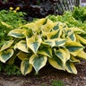 Hosta x Shadowland Autumn Frost Proven Winners Plantain Lily