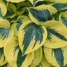 Hosta x Shadowland Autumn Frost Proven Winners Plantain Lily