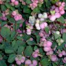 Symphoricarpos Sofie Proud Berry Coralberry