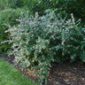 Symphoricarpos Sofie Proud Berry Coralberry
